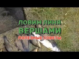 Как ловить линя вершами