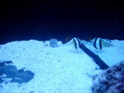 Морские Аквариумы и рыбки в Баку 0503220663 смотреть онлайн