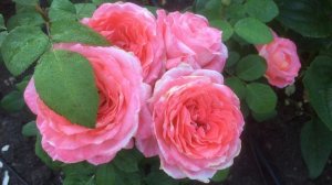 Роза Институт Люмьер (Institut Lumiere)