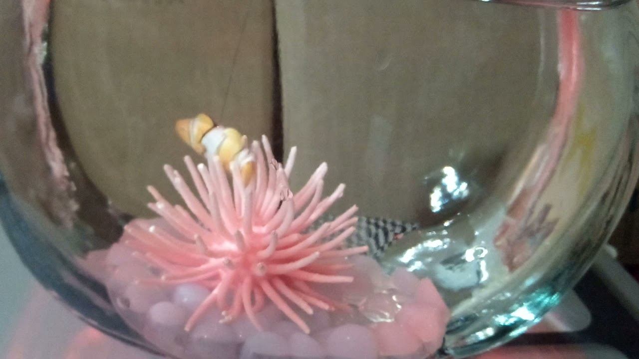 Интерактивная игрушка рыбка "клоун"🐠 смотреть онлайн