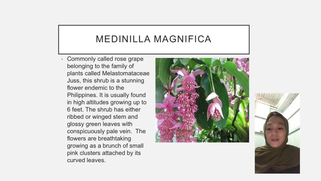 FLORA AND FAUNA OF PHILIPPINES ( GEC 12 - 23951 Reporting) смотреть онлайн