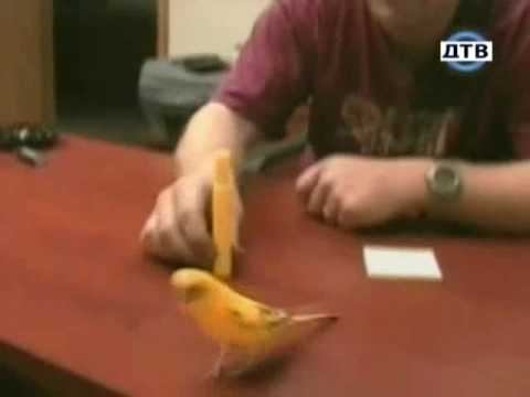 Шутка клевое видео онлайн приколы смотреть онлайн