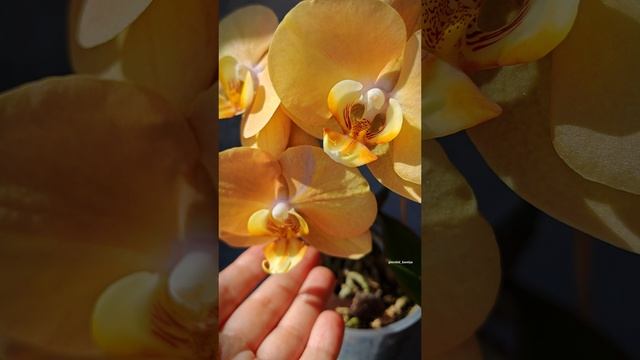 Phal. LTNA832 (Sin Yuan Golden Beauty-Sogo Yukidian ‘V-3’)’ES’ Первое цветение орхидеи Карина смотреть онлайн