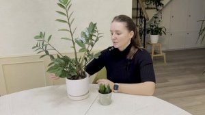 №69. Замиокулькас. Почему не растут новые листья? Основные причины.