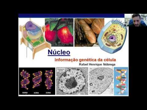 Aula - Ácidos nucleicos: DNA e replicação смотреть онлайн