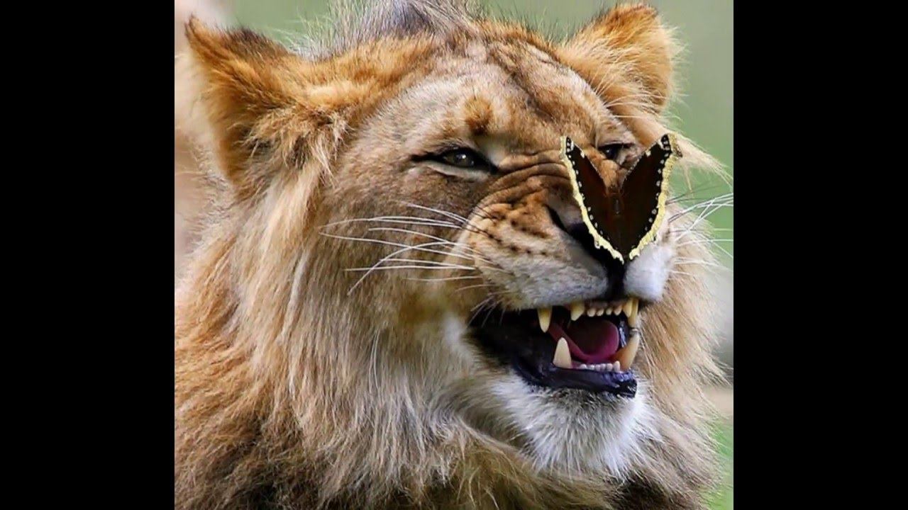 Бабочки и животные - Butterflies and animals смотреть онлайн