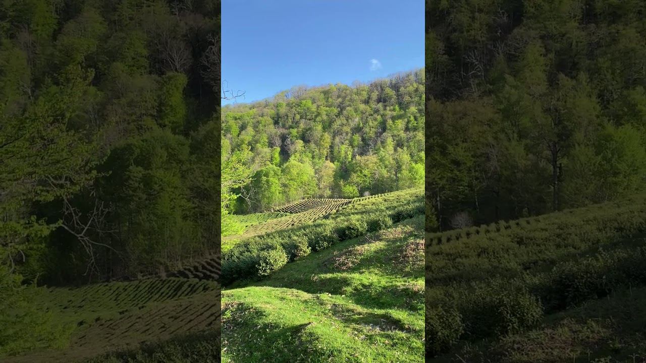 Чайная плантация на рассвете | Tea plantation at dawn 🌱☀️💚 смотреть онлайн