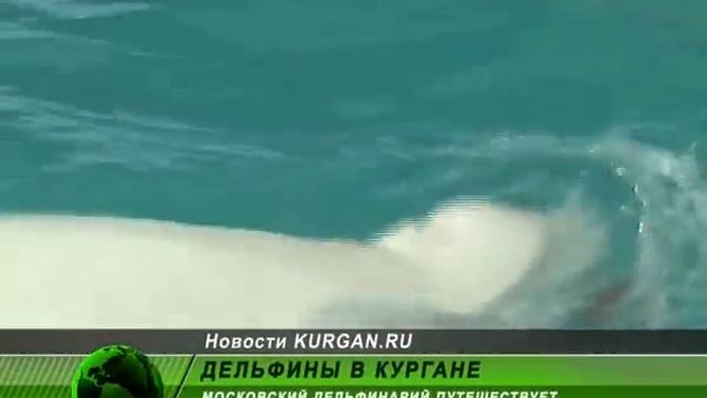 Передвижной дельфинарий в Кургане смотреть онлайн