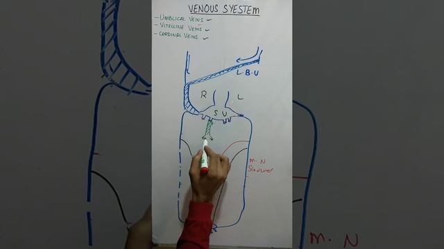 embryo CVS part 2 venous syestem development смотреть онлайн