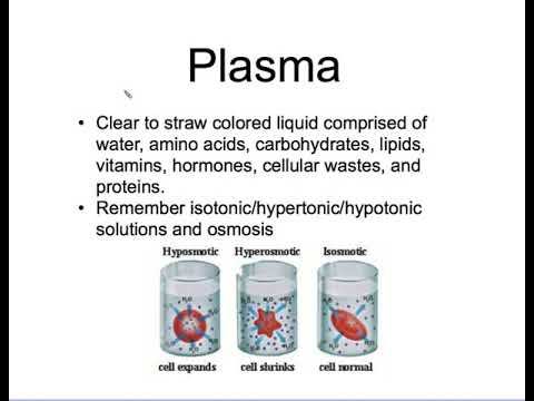 6 02 - WBC's, Plasma, & Platelets смотреть онлайн