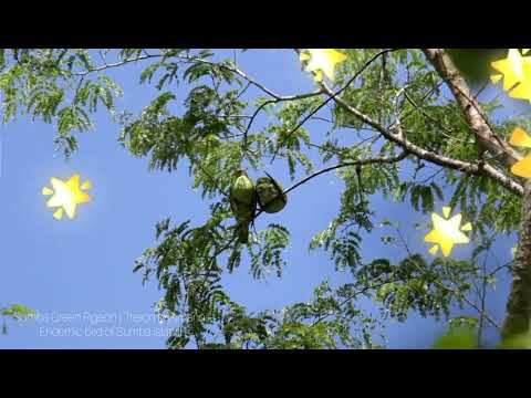 Sumba Green Pigeon / Endemic Bird of Sumba Island, Indonesia смотреть онлайн