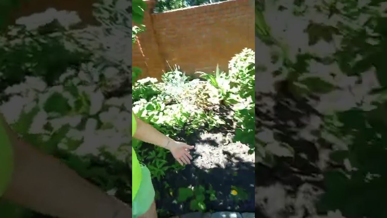 про растения в саду. что посадить что меньше пахать!!! смотреть онлайн