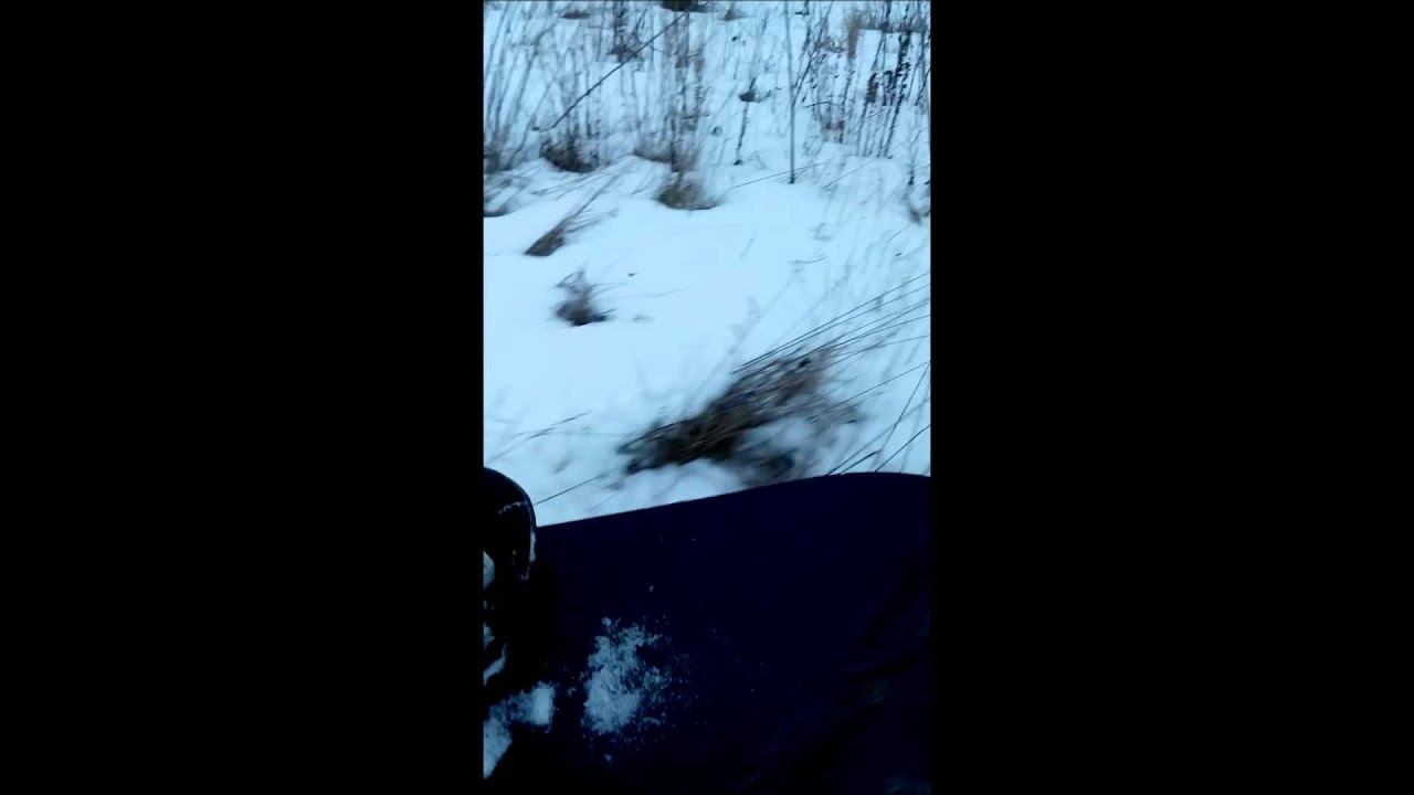Сосны наше всё смотреть онлайн