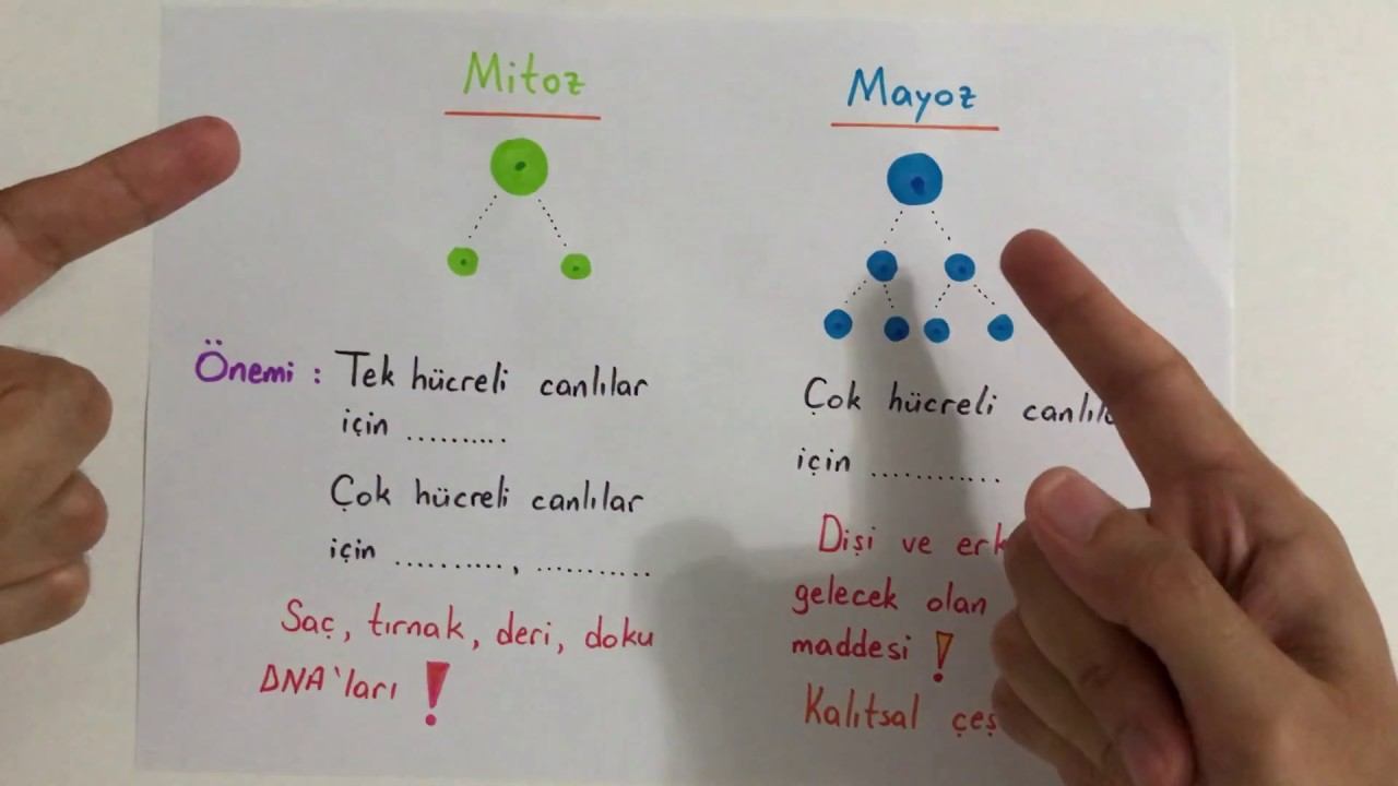 7. sınıf MİTOZ VE MAYOZ #yazılı öncesi смотреть онлайн