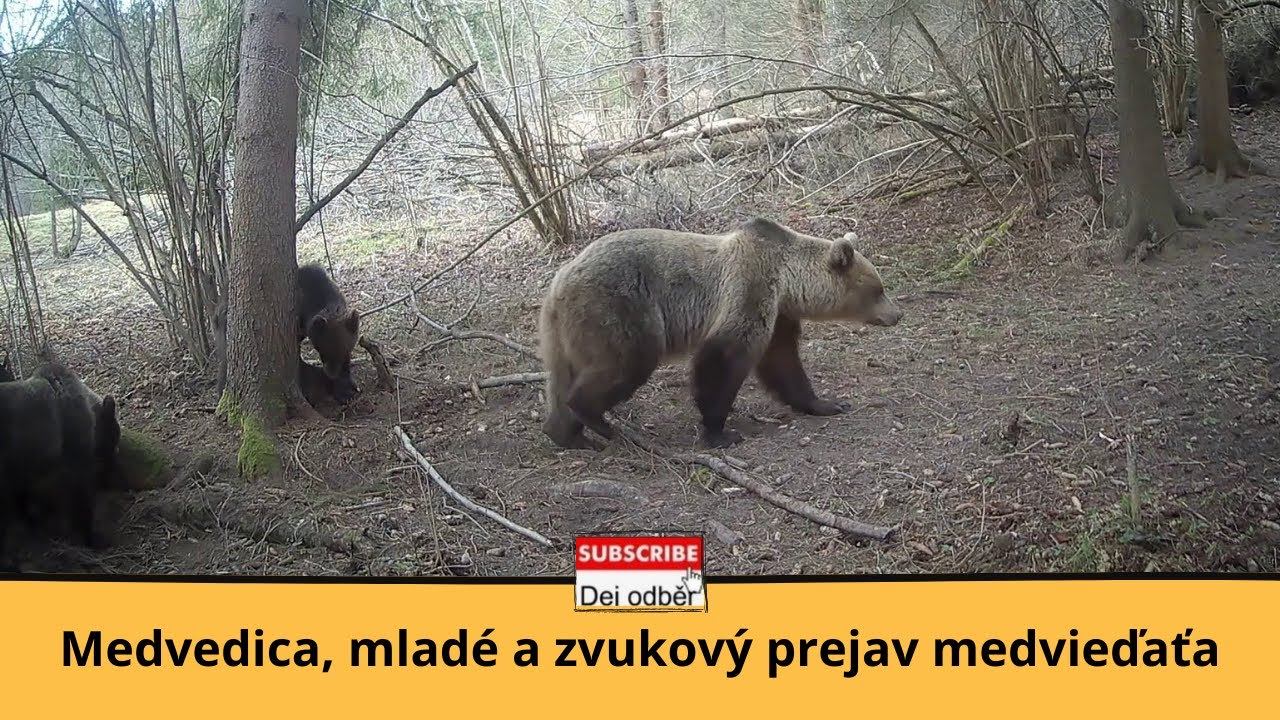 Medvedica, mladé a zvukový prejav medvieďaťa 🐻🎵 Fotopasca Horný Liptov 🎥 смотреть онлайн