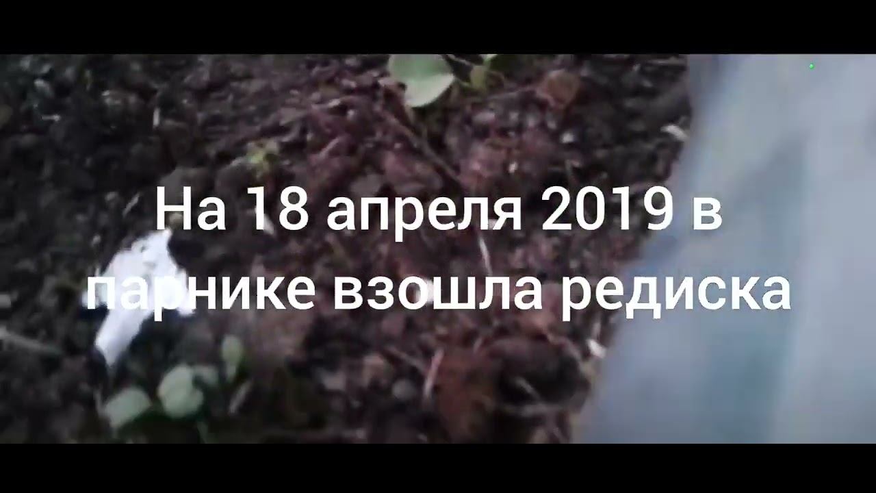 Заморозки до -11,град на 18 апреля 2019г.Апрельская чистка земляники.Сев.Каз..Архив.Ч.537. смотреть онлайн