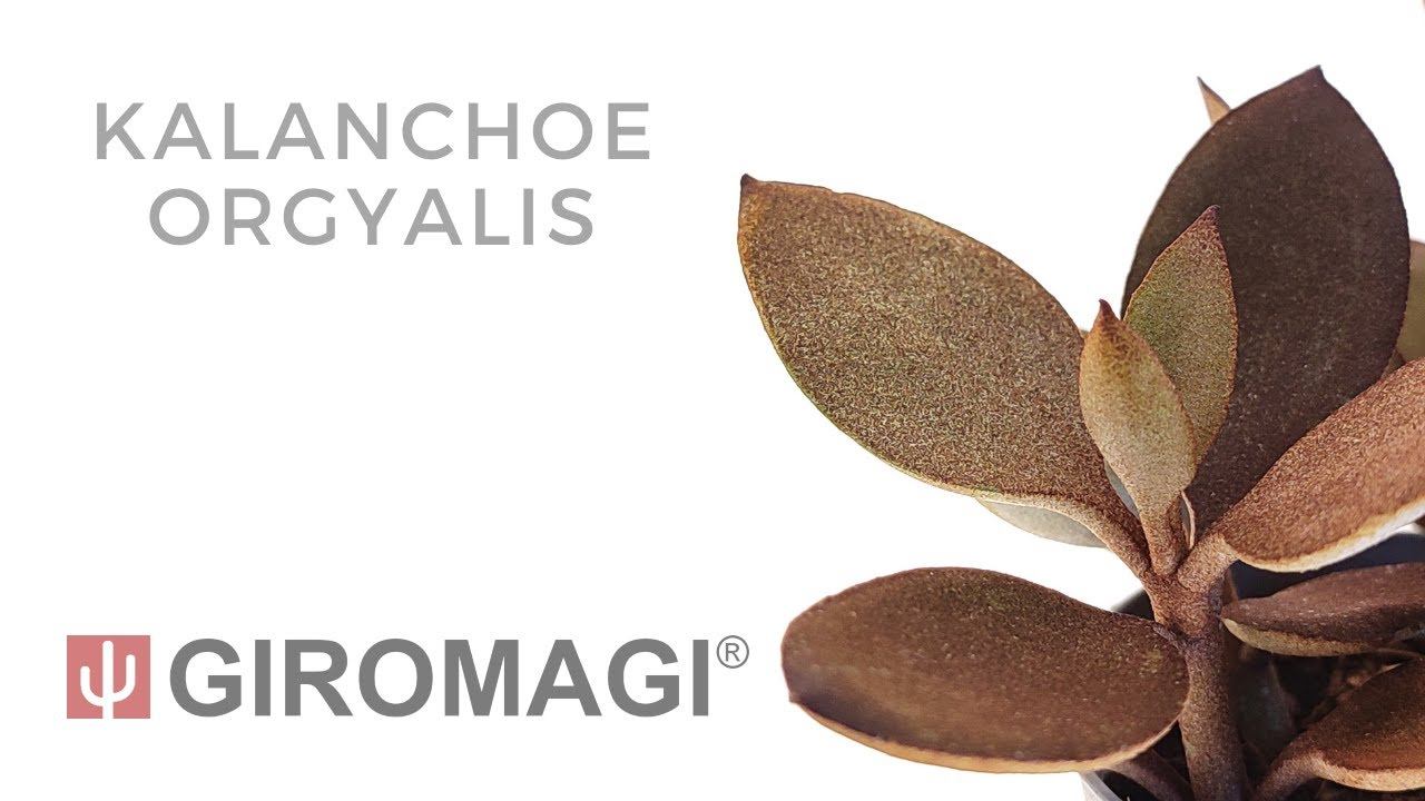 Kalanchoe orgyalis смотреть онлайн