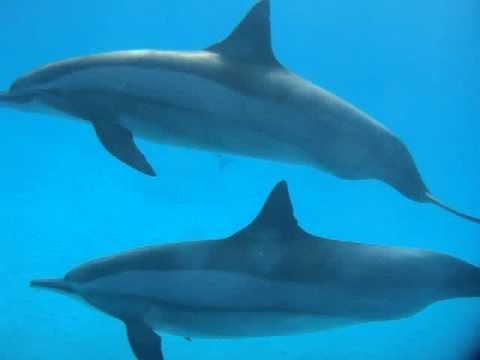 Dolphin Love смотреть онлайн