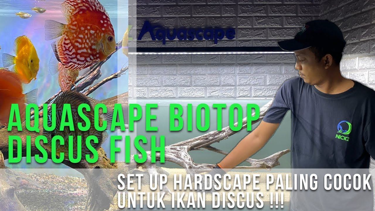 AQUASCAPE DISCUS BIOTOP | SETTING HARDSCAPE YANG NYAMAN UNTUK DISCUS | IKAN DISCUS DIJAMIN SEHAT !! смотреть онлайн