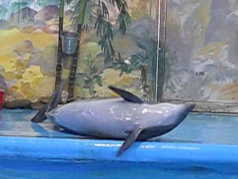 Дельфинарий НЕМО, Донецк, октябрь 2012 - 11