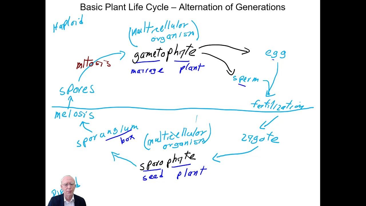 Introduction to the Course Plant Systematics смотреть онлайн