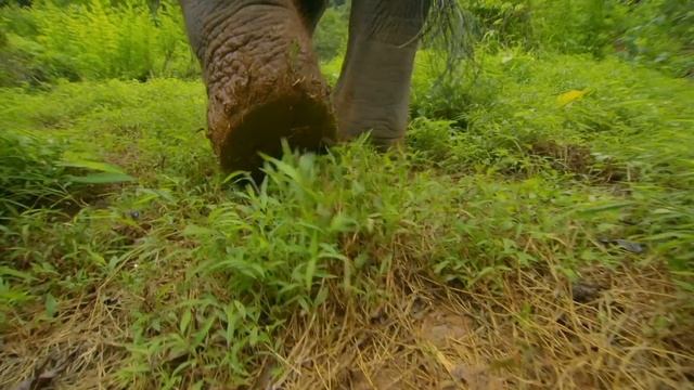 Thailand – The Wild Heart - Wildest Indochina 3/5 - Go Wild