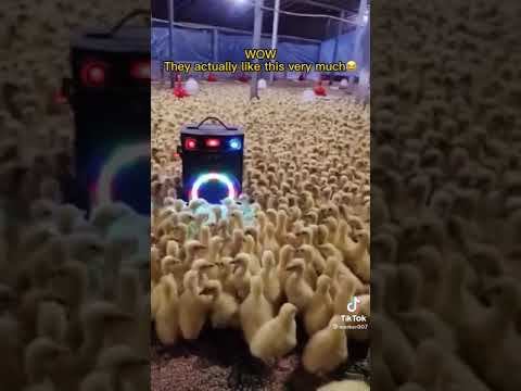 Цыплята на дискотеке! смотреть онлайн