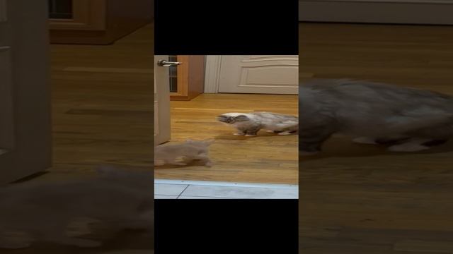 КОТЁНОК ЛУЧИК 2-20241125-WA0002 смотреть онлайн