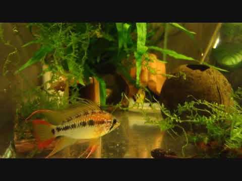 Апистограмма Виджета Apistogramma viejita red смотреть онлайн
