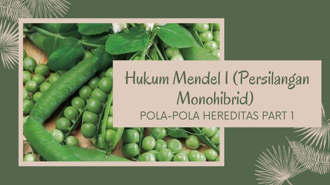 Hukum Mendel I, Persilangan Monohibrid, Pola-pola Hereditas Part 1 смотреть онлайн