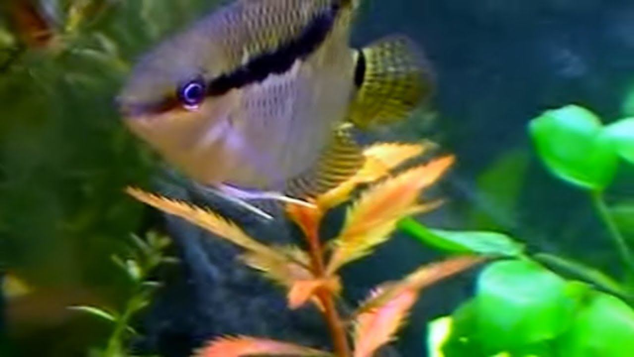 Aquarium. Mезонаута и другие...