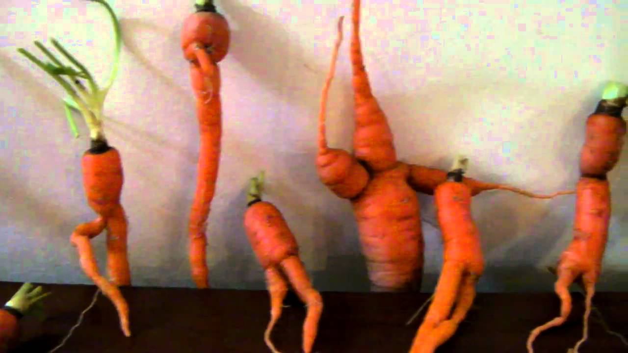 my carrot tors 001 смотреть онлайн