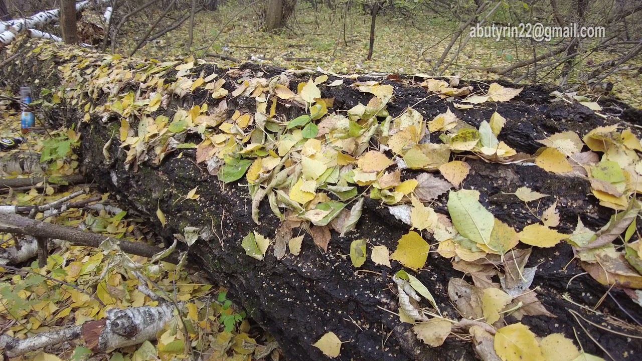 По осеннему лесу смотреть онлайн