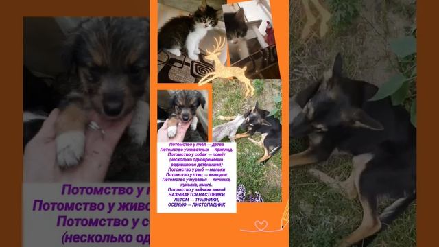 Потомство у пчёл — детваПотомство у животных — приплод. Потомство у собак...25 января 2023 г. 6:00 смотреть онлайн