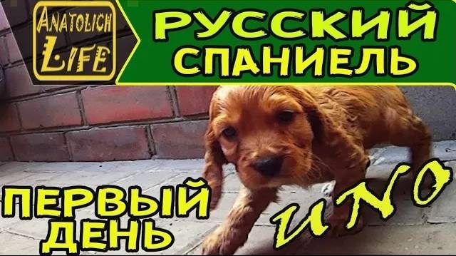 Щенок Русского Охотничьего Спаниеля (РОС) Первый день в новом доме. смотреть онлайн