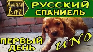 Щенок Русского Охотничьего Спаниеля (РОС) Первый день в новом доме.