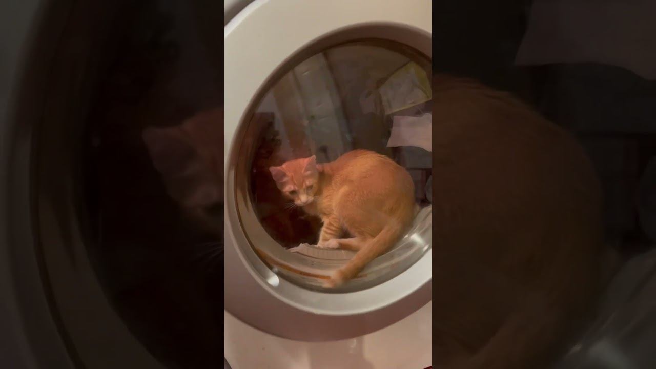 Max vs dryer #cat #kitten #helper #good cat смотреть онлайн