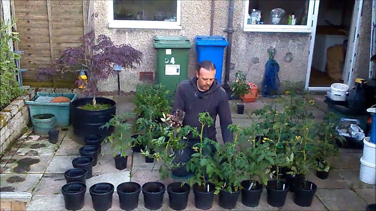 Garden/Allotment Update 6/6/19 - Final potting of Tomato plants. смотреть онлайн