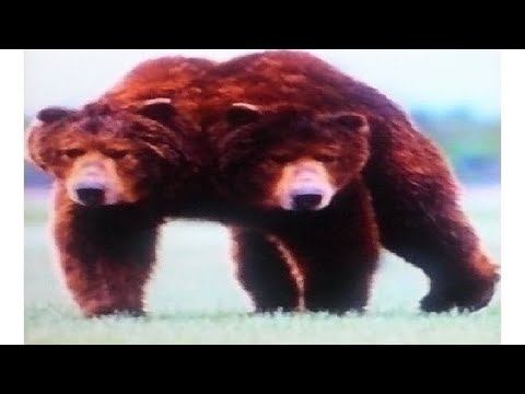 3 1 4 TOMORROW LIFE Двухголовый человек и гермафродит наше будущее смотреть онлайн
