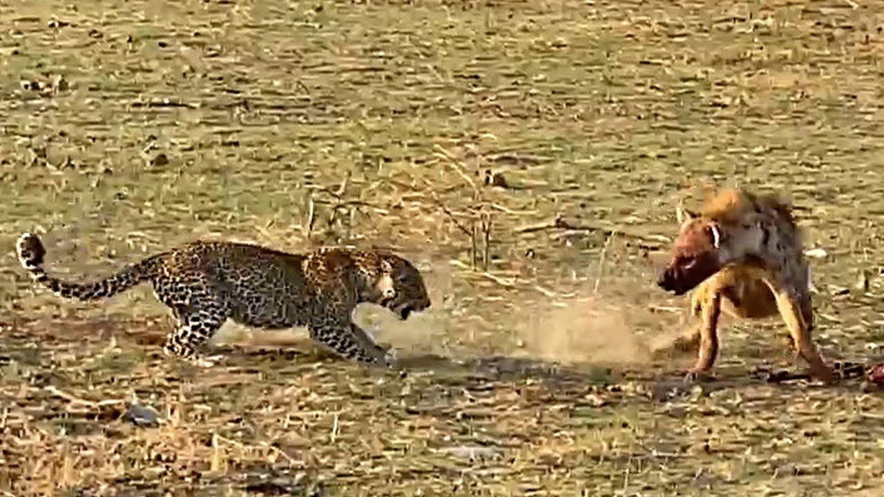 Clever Leopards Trick Hyena to Steal Food смотреть онлайн