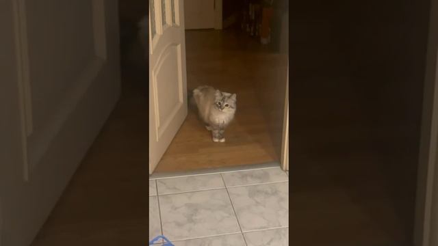 КОТЁНОК ЛУЧИК 1_2024-11-25_20-15-22 смотреть онлайн