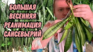 Большая весенняя реанимация сансевиерий .Пересадка, черенкование и размножение листом сансевиерий .