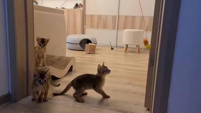 Абиссинские котята смотреть онлайн