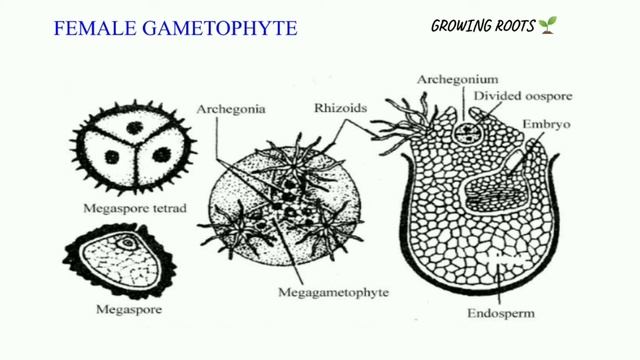 PTERIDOLOGY | Selaginella | Male & female Gametophyte development | Structure of gametophyte смотреть онлайн
