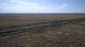 Птицы Ханкайского заповедника