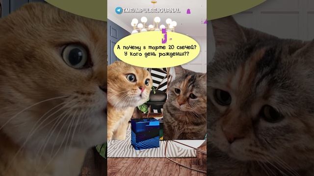 Отмечаем #мыкотики #вмем #разговор #анекдот #шутки #кот #юмор #смешное #прикольно #мемы #cat смотреть онлайн