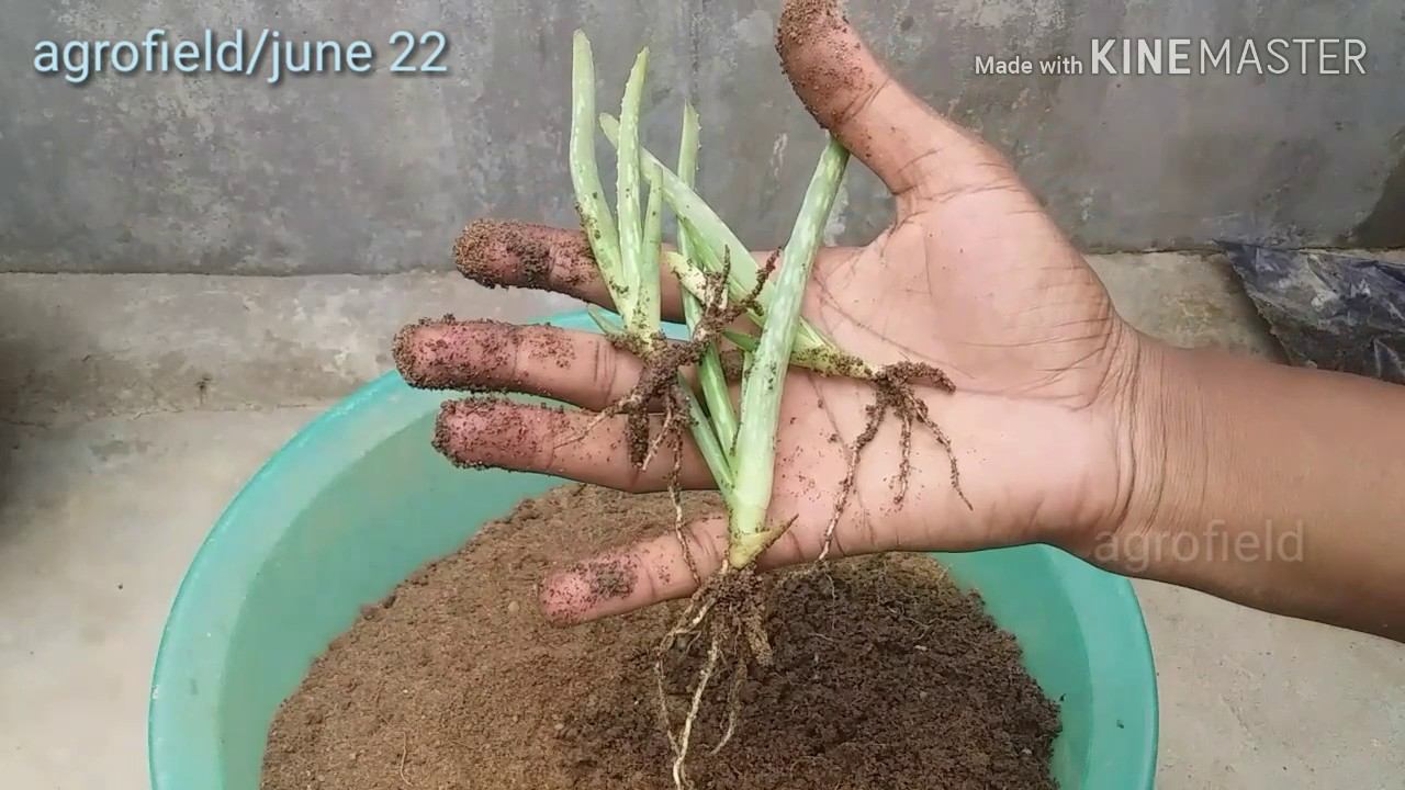 Aloe vera plant care n tips/soil media for aloe vera plant/aloe vera plant смотреть онлайн