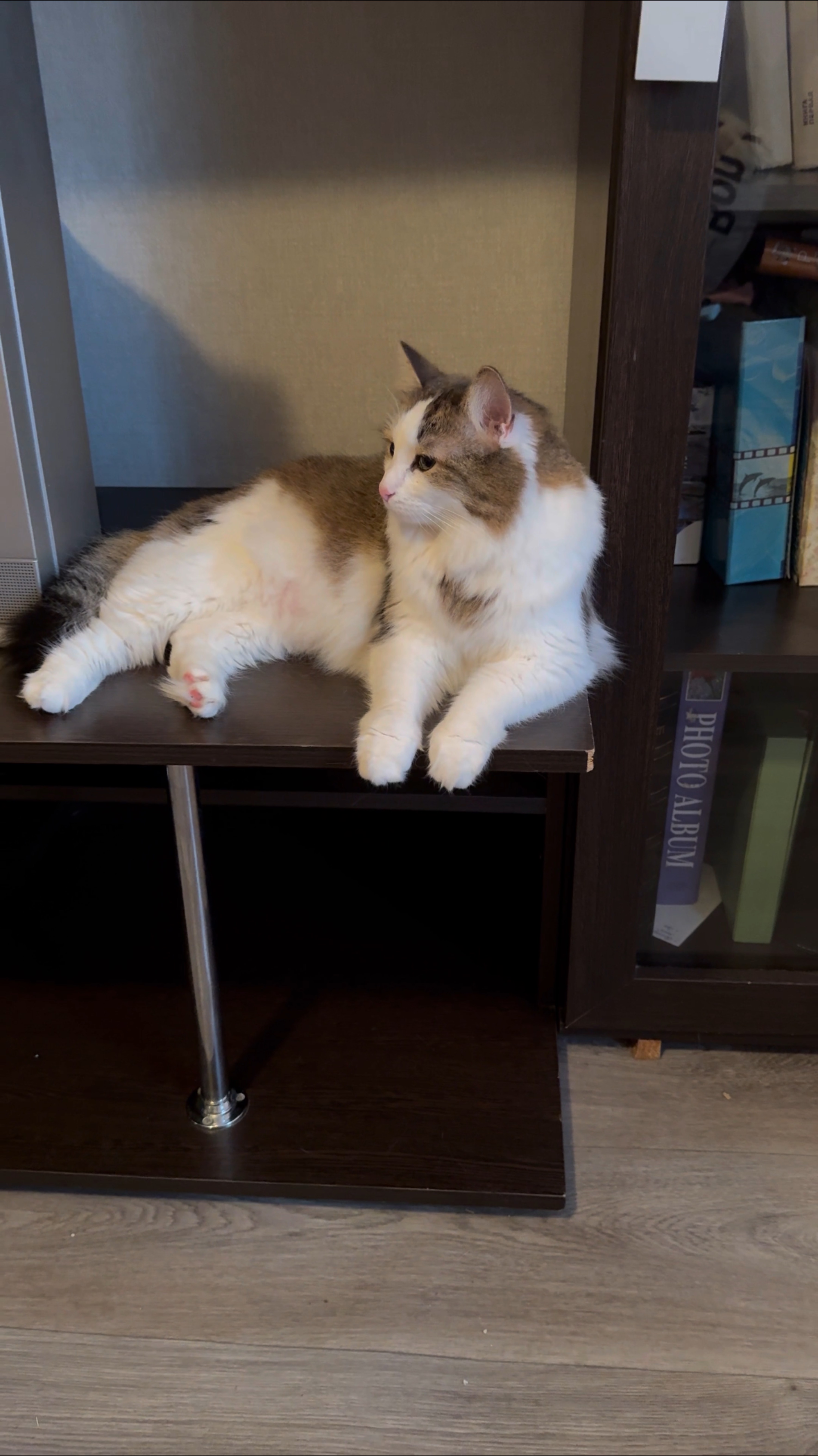 О кошках и котах