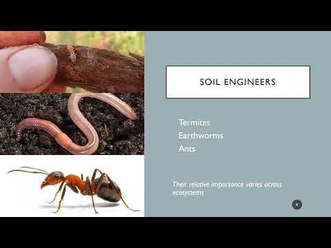 Soil fauna: intro to soil engineers (Part 1) смотреть онлайн
