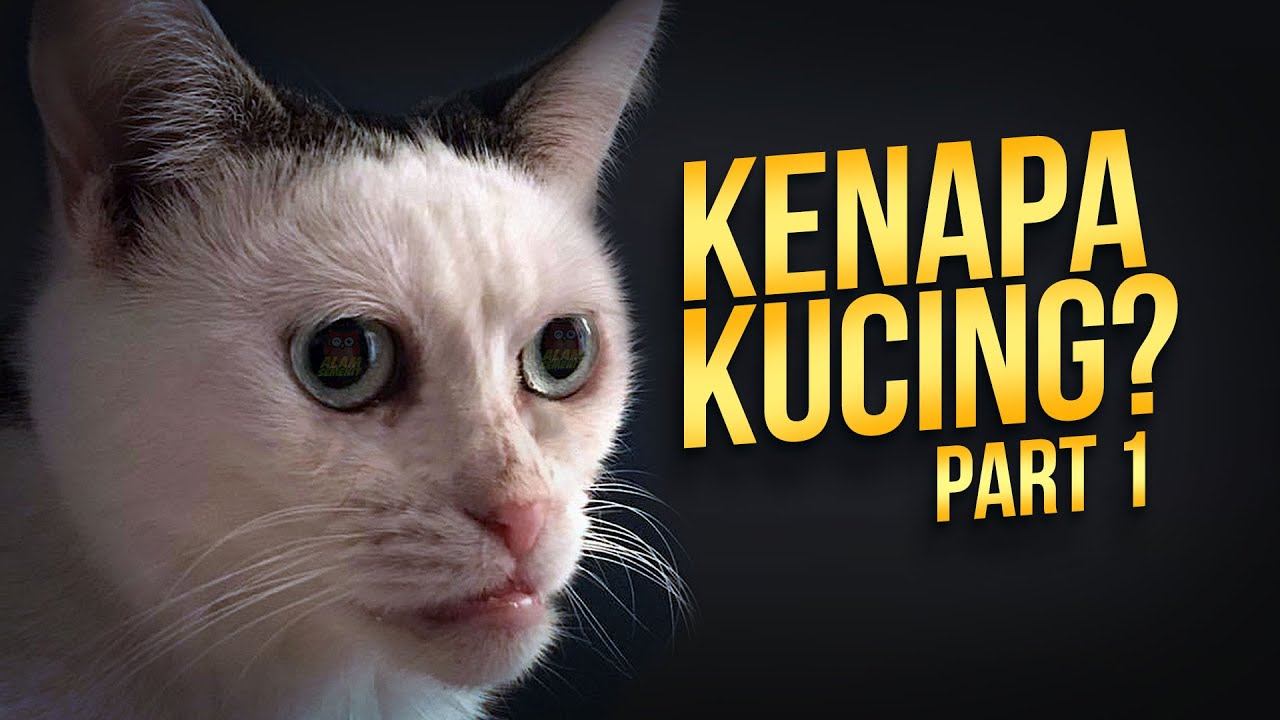 Yang 𝗠𝘂𝗻𝗴𝗸𝗶𝗻 Belum Kamu Ketahui Tentang Kucing 01 #AlamSemenit смотреть онлайн